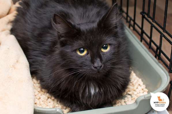 Жозефина - кошка, которая никогда не сдается