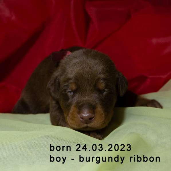 Doberman puppy в фото 7