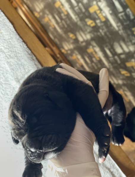 Щенки высшего качества! в фото 13