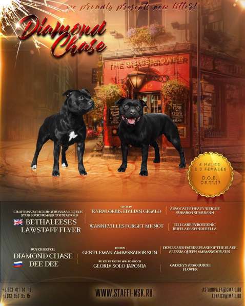 Щенки СТАФФИ (Стафордширский Бультерьер) в Краснодаре фото 5