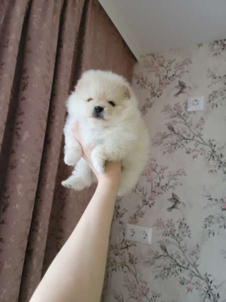 Щенки шпица крем и рыжие в Москве фото 5