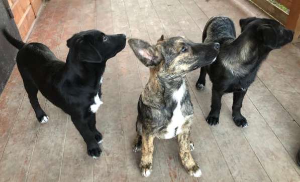 Линси - щенок метис лабрадора в дар в Москве фото 18