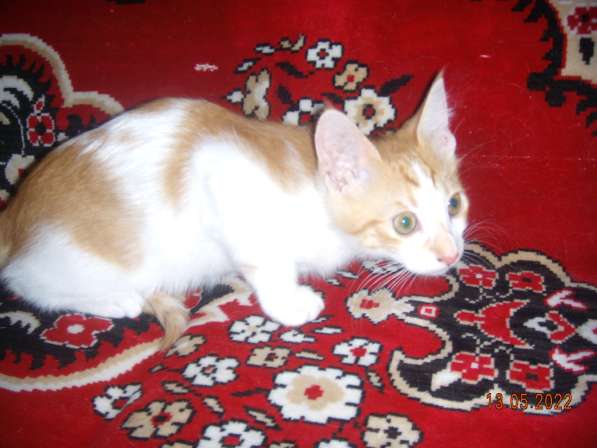 Котята в Севастополе фото 13