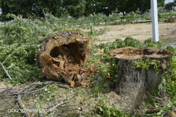 удаление опасных аварийных деревьев -кронирование в Москве фото 5