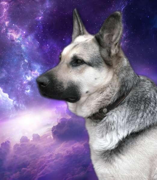 Резерв Шикарные щенки ВЕО в Москве фото 7