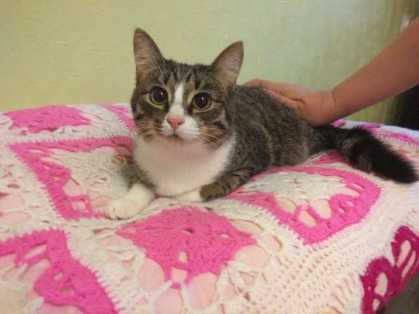 Киса Лизонька в заботливые руки в Москве фото 3