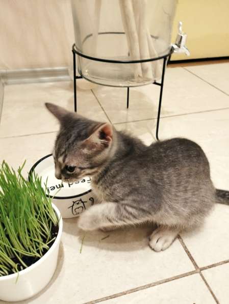 Отдам в дар котенка в фото 9