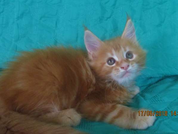 Красотки мейн- кун из питомника Arktur в Екатеринбурге фото 19