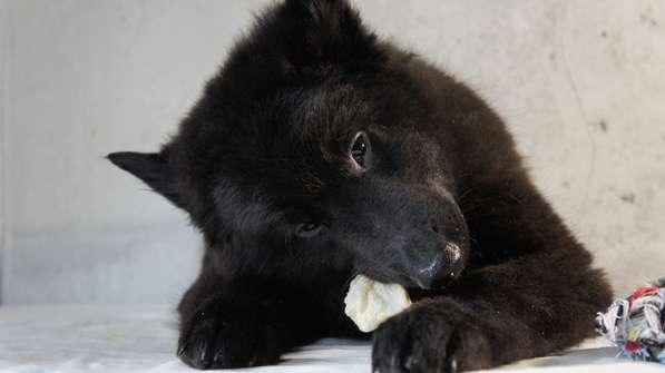 Щенки Грюнендаль и Тервюрен в Москве фото 4