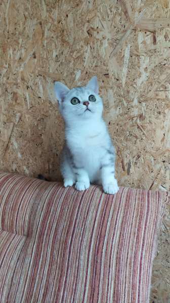Шикарный британский котик в Москве фото 8