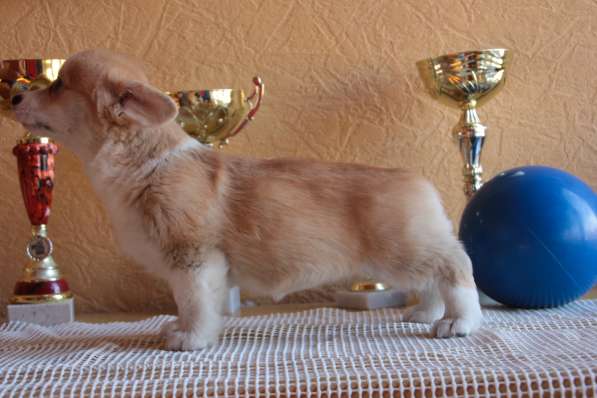 Puppies Welsh Corgi Pembrok в Ростове-на-Дону