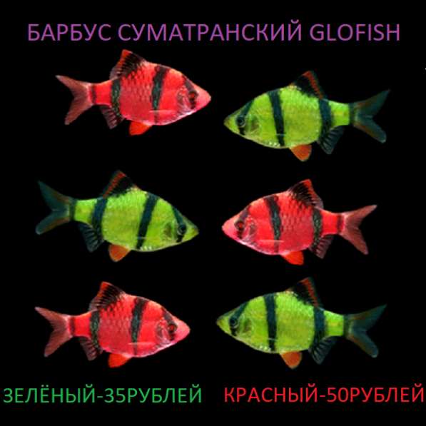 Продам аквариумных рыбок в фото 11