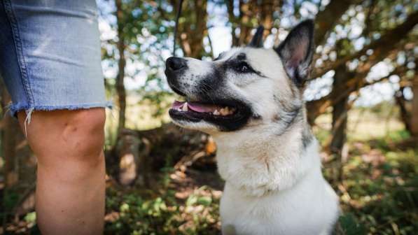 Суперактивная Халва в Москве фото 48