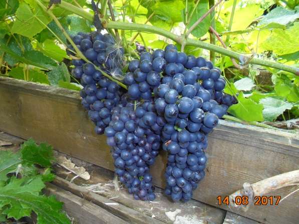 Саженцы винограда в Новосибирске в Новосибирске фото 4