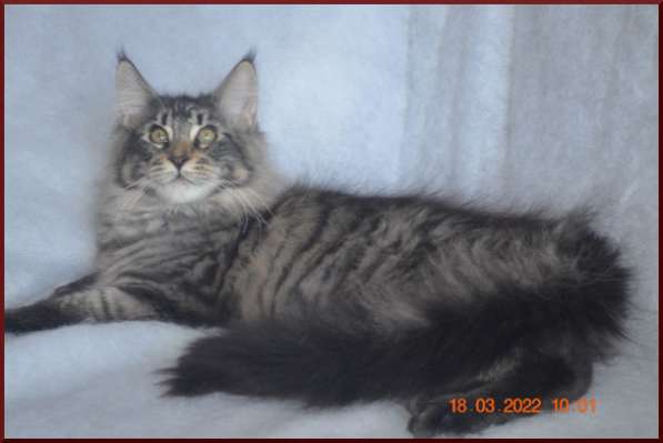 Роскошный черный котик мейн-кун из питомника в Астрахани фото 86