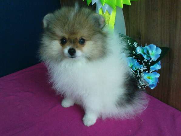 Девочка шпица в Симферополе фото 13