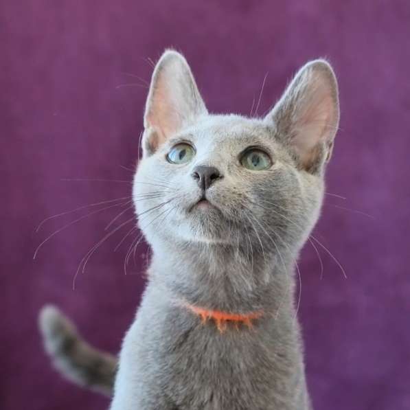 Котята Русская голубая в Тюмени фото 28