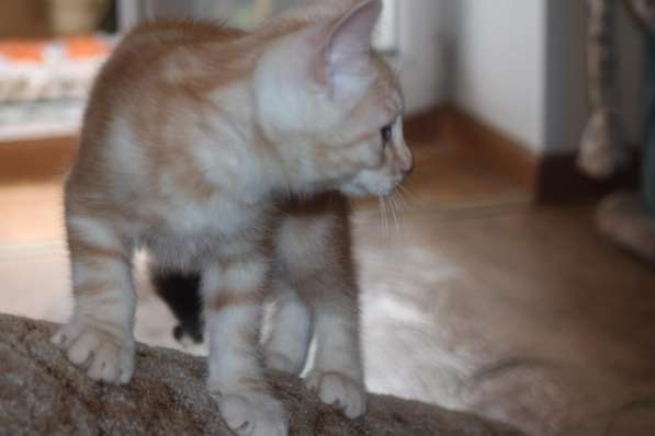 Курильский бобтейл - котята золотого окраса в Краснодаре фото 36