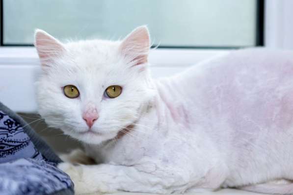 Кот в добрые руки. Пушистый Амур в Калуге фото 25