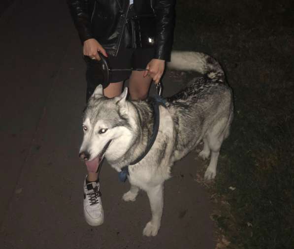 Выгул собак в Москве фото 3