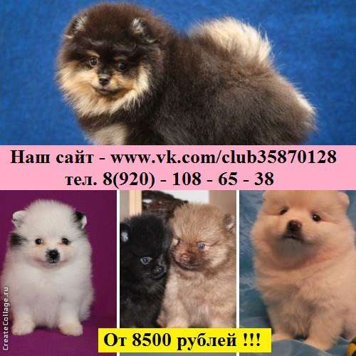 Щеночки Шпица. самые красивые в Переславле-Залесском