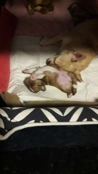 Chihuahua ❤❤❤ Один малыш ещё свободный в фото 11