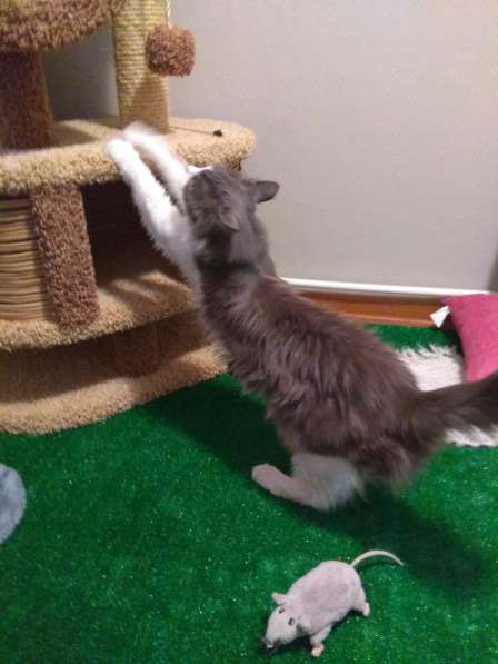 Гостиница для кошек Истра Москва в Истре фото 4