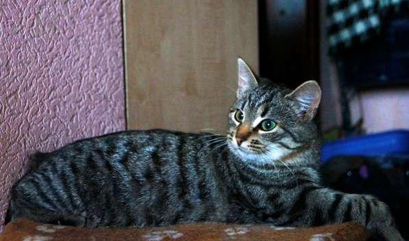 Котенок в поисках дома! в Жуковском фото 4