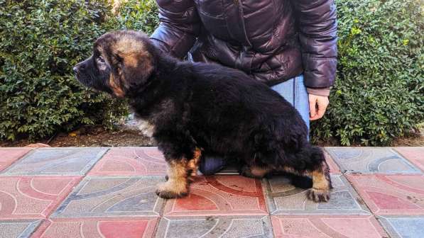 Щенки овчарки Питомник в фото 28