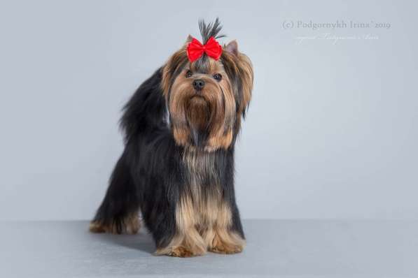 For sale girl Yorkshire Terrier в Ижевске фото 3