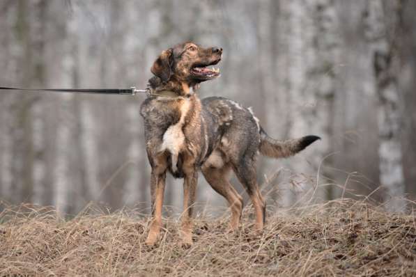 Надёжный Друг Курт ищет семью в Москве фото 56