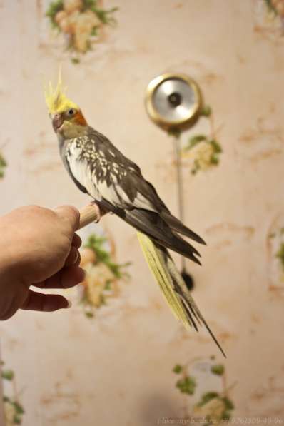 Попугай корелла. Взрослые ручные самочки в Москве фото 3