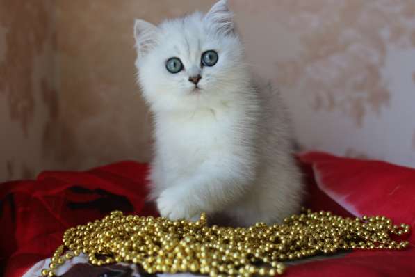 Британские котята в фото 4