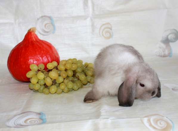 Карликовые крольчата Минилопы в Электрогорске фото 7