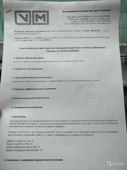 Запись на щенков питбультерьера в Санкт-Петербурге
