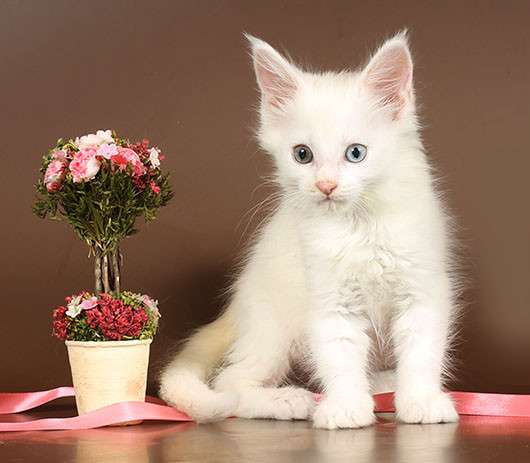Котик белый зеленоглазый, 2 котика Красный мрамор, кошечка в Москве фото 4