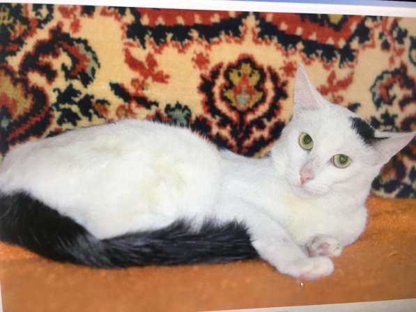 Кот супер кот