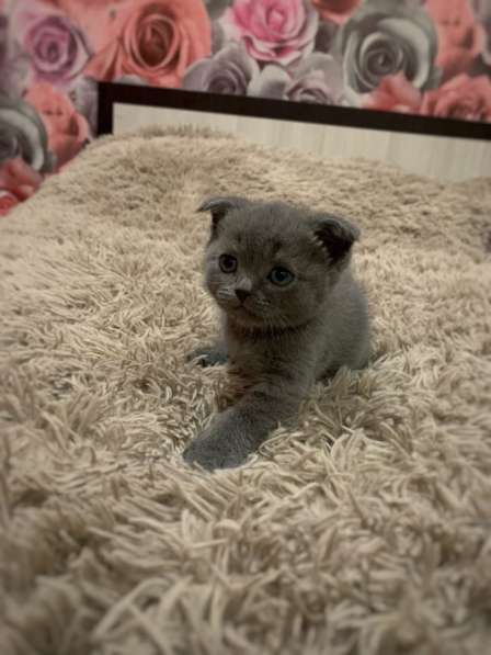 Прозам шотландских котят в Иванове фото 11