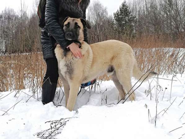Великолепный молодой пес Сэм, метис конгала в добрые руки в Москве фото 6
