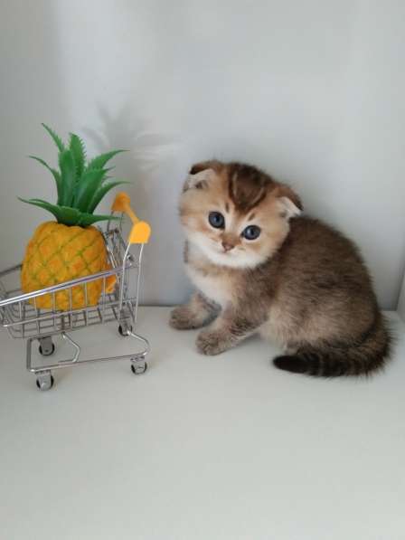 Шотландский малыш в Москве фото 4