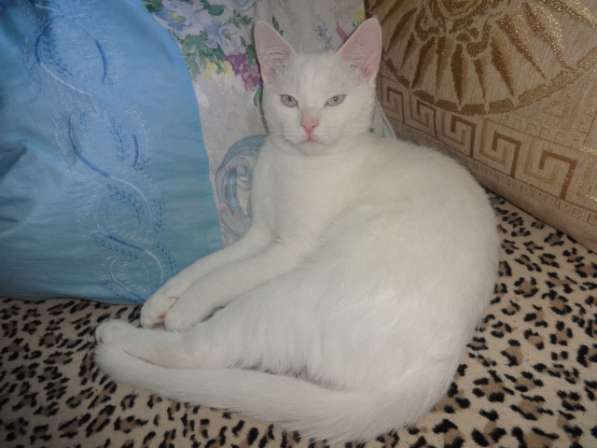 Белый голубоглазый котик с документами в фото 5