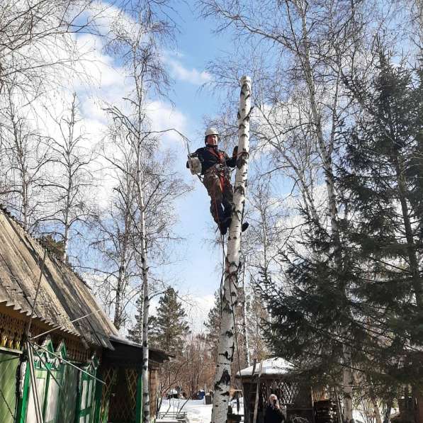 Спил деревьев в Иркутске фото 7