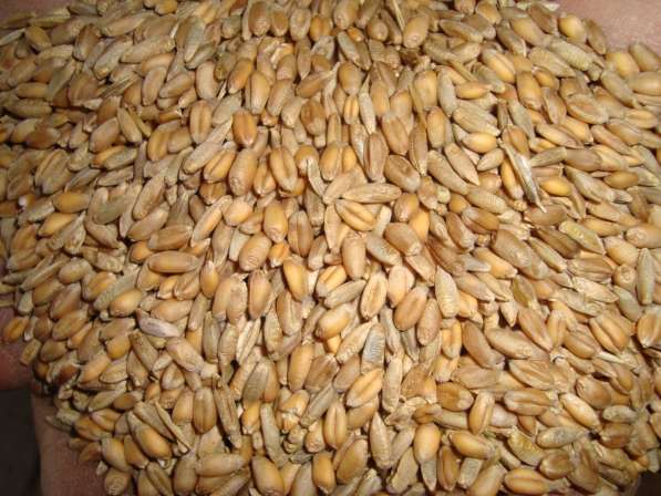 Тверская АПК реализует пшеницу кормовую фуражную, овес в Бежецке
