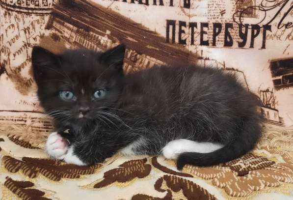 Котята темненькая девочка с белыми лапками и манишкой метис в Гатчине