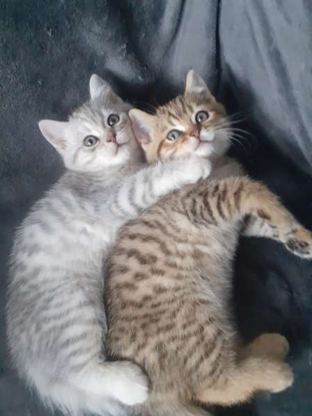 Британские котята в фото 6