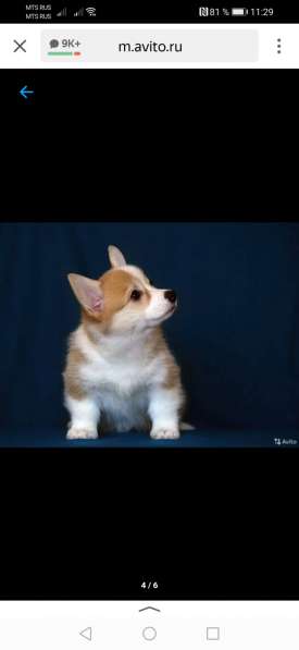 Щенок вельш корги пемборк в Калининграде фото 9