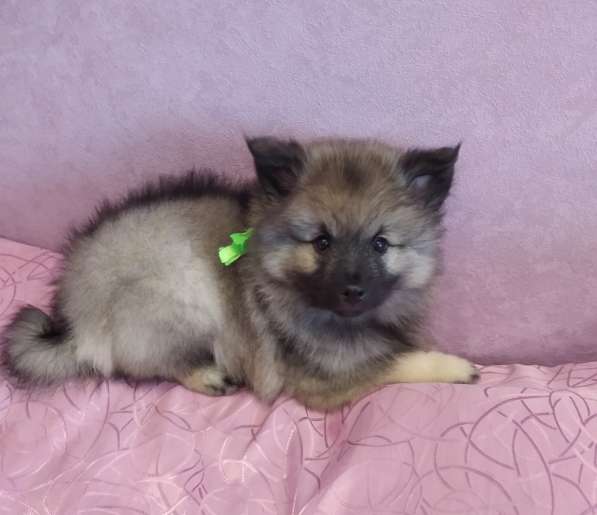 Щенок кеесхонда/вольфшпица в Екатеринбурге фото 9