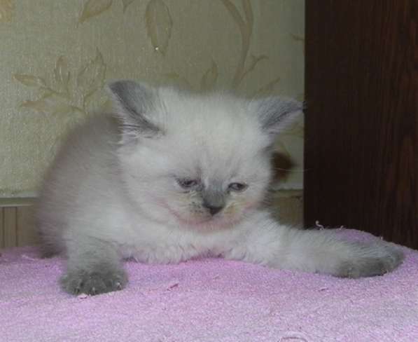 Котята британские и шотландские и подростки в Москве фото 7