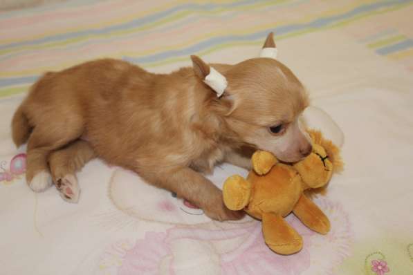 Красивая пуховая девочка в Москве фото 18