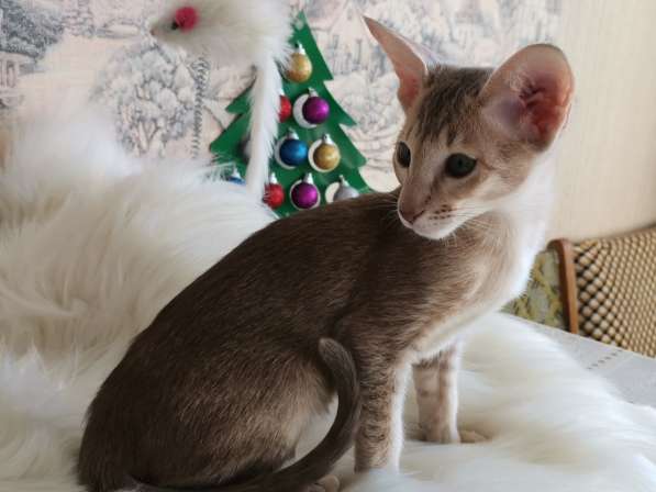 Orientalshorthaircat в Благовещенске фото 3